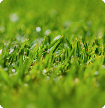 All About Sir Walter Premium Lawn Turf